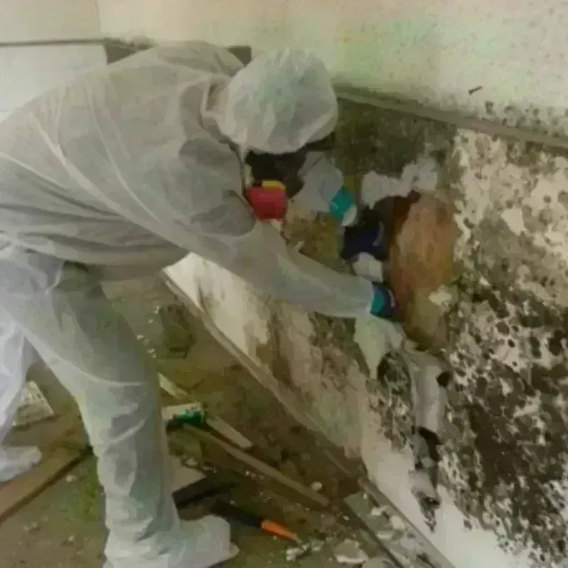 Mold Remediation and Removal in Rantoul, IL